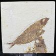 Bargain Multiple Knightia Fossil Fish Plate - x #22295-1
